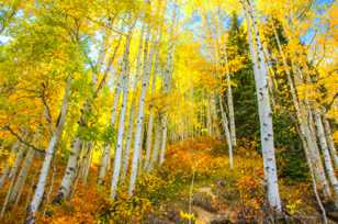 Aspen forest on Ohio Pass-2063